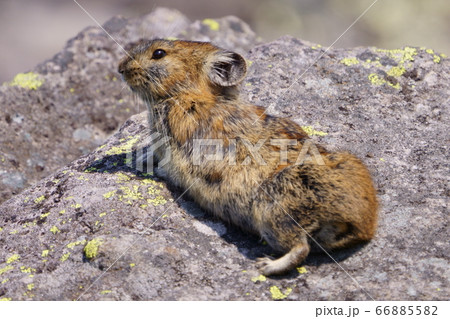 ナキウサギ 66885582