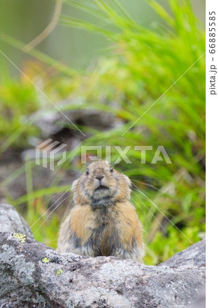 ナキウサギ ナキウサギ 66885585