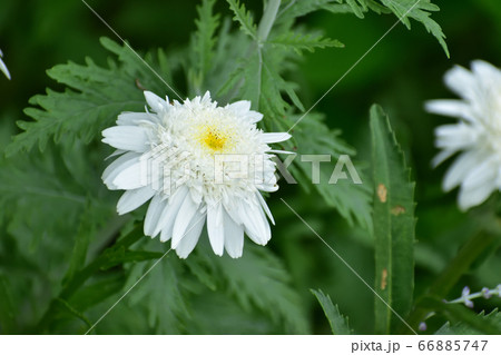 緑の中に咲く白花 緑の中に咲く白花 66885747