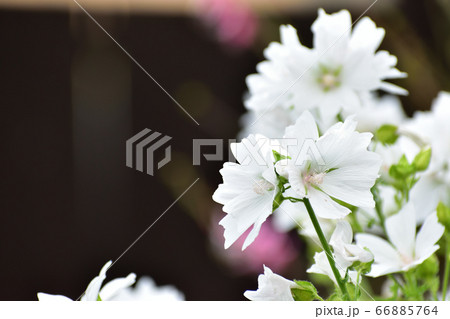 白花 黒背景 白花 黒背景 66885764
