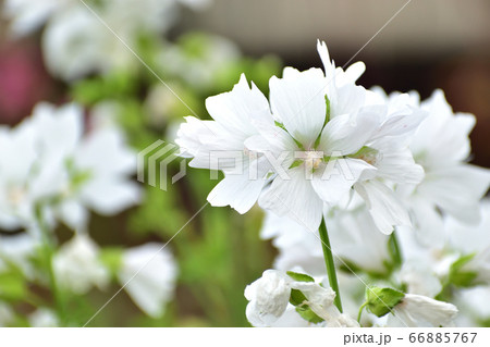 白花 群生 横ver. 白花 群生 横ver. 66885767