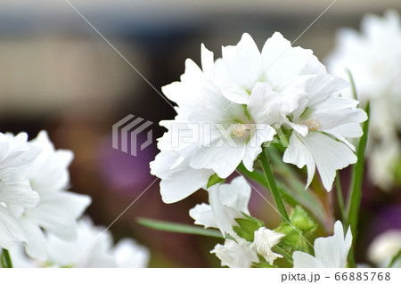 白花 横顔 白花 横顔 66885768