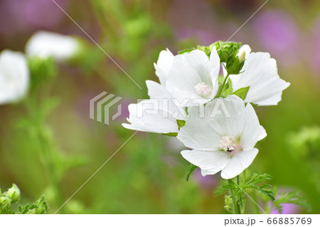 白花 緑背景 白花 緑背景 66885769