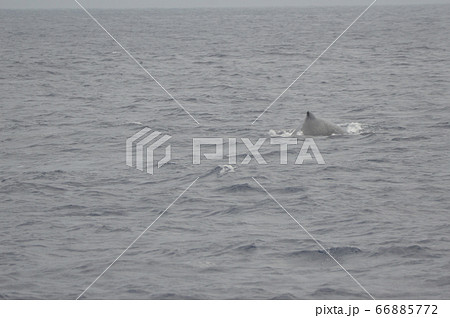 ザトウクジラの背びれ（慶良間諸島 近海／沖縄県） 66885772