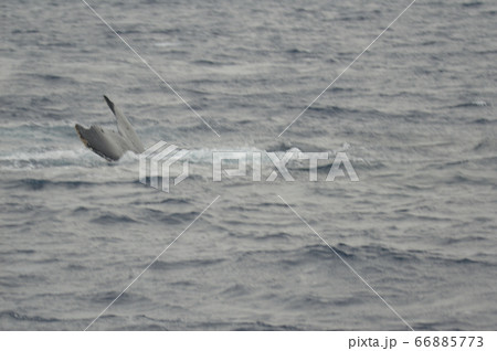 ザトウクジラの尾びれ（慶良間諸島 近海／沖縄県） 66885773
