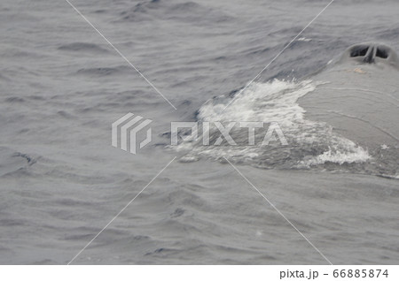 ザトウクジラの鼻の穴（慶良間諸島 近海／沖縄県） 66885874