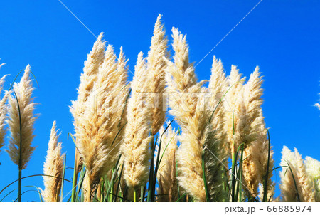 パンパスグラス（シロガネヨシ）と青空の風景 66885974