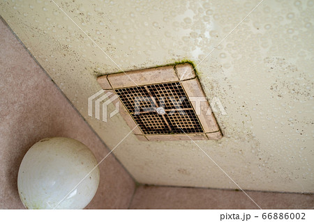浴室の換気扇のカビ 浴室の換気扇のカビ 66886002