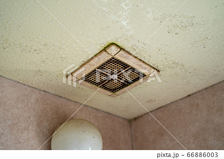 浴室の換気扇のカビ 66886003