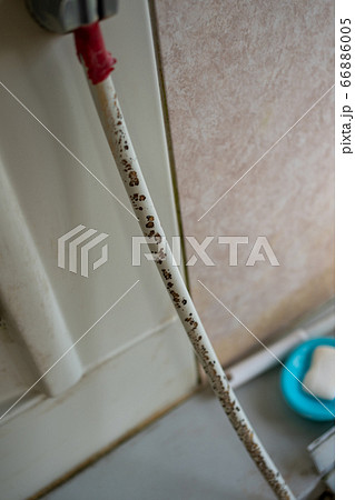 シャワーホースのカビ 66886005