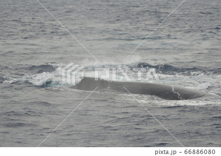 ザトウクジラの背中（慶良間諸島 近海／沖縄県） 66886080