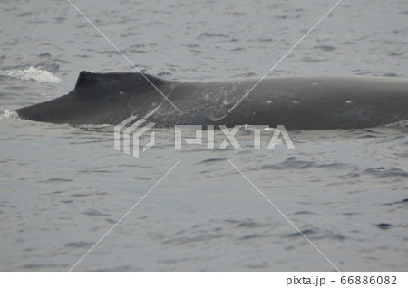 ザトウクジラの背中（慶良間諸島 近海／沖縄県） 66886082