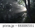 森の中の木漏れ日 66886501