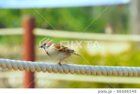 新しい 鳥 野生 66886548