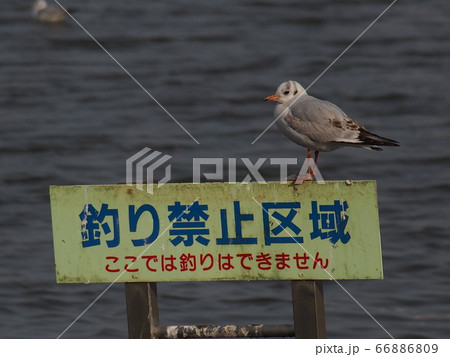 茨城県水戸の千波湖のユリカモメ 茨城県水戸の千波湖のユリカモメ 66886809