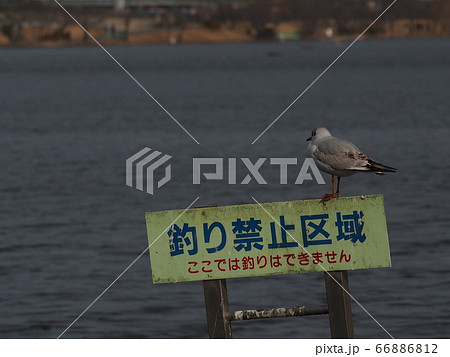 茨城県水戸の千波湖のユリカモメ 茨城県水戸の千波湖のユリカモメ 66886812