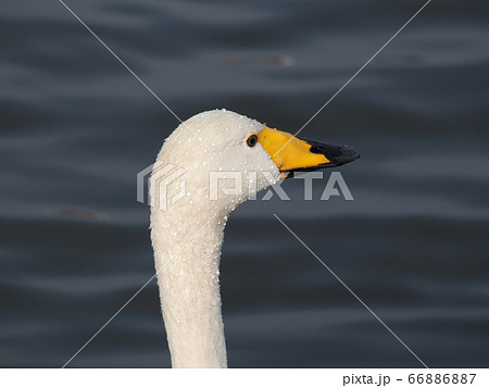 茨城県水戸市千波湖のコブハクチョウ 茨城県水戸市千波湖のコブハクチョウ 66886887