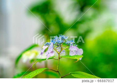 水滴のついているガクアジサイの花 【長野県】 水滴のついているガクアジサイの花 【長野県】 66887017