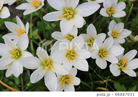 タマスダレの花 タマスダレの花 66887031