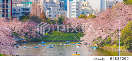 Panorama landscape image of Tokyo Japan Sakura or Cherry blossom in full blooming, Chidorigafuchi park with full bloom sakura in Tokyo, Japan. Panorama landscape image of Tokyo Japan Sakura or Cherry blossom in full blooming, Chidorigafuchi park with full bloom sakura in Tokyo, Japan. 66887099