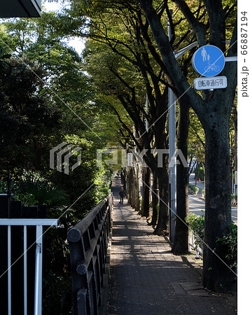 東京都大田区キヤノン本社前の並木道 66887194
