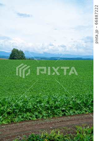 緑の野菜畑 緑の野菜畑 66887222