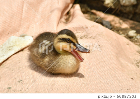 カルガモの子 カルガモの子 66887503