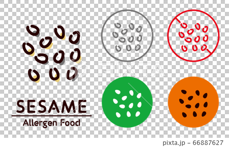 vector, vectors, sesame - Stock Illustration [66887627] - PIXTA