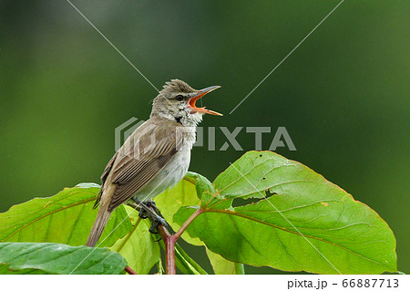 オオヨシキリ オオヨシキリ 66887713