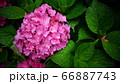 花 初夏 アジサイ 66887743