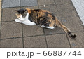 猫 きれい 生物 66887744