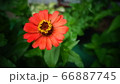 花 緑 花びら 66887745