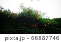 緑 緑色 自然 66887746