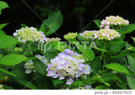 紫陽花8492 紫陽花8492 66887923