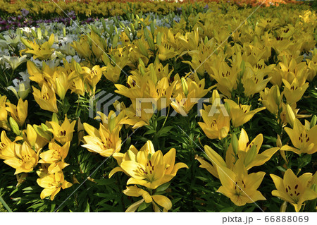 ユリの花畑 ユリの花畑 66888069