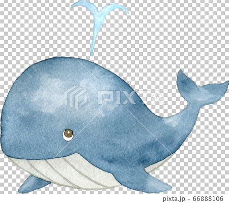 潮を吹く可愛いクジラの水彩イラスト 66888106