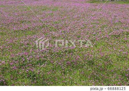 レンゲの花畑 66888125