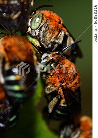 夜に集団で休息するアオスジコシブトハナバチ　青筋腰太花蜂 66888316