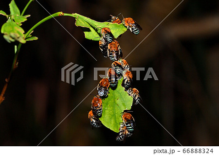 夜に集団で休息するアオスジコシブトハナバチ 青筋腰太花蜂 夜に集団で休息するアオスジコシブトハナバチ 青筋腰太花蜂 66888324