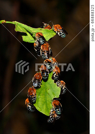 夜に集団で休息するアオスジコシブトハナバチ　青筋腰太花蜂 66888325