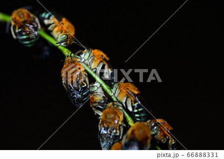 夜に集団で休息するアオスジコシブトハナバチ　青筋腰太花蜂 66888331