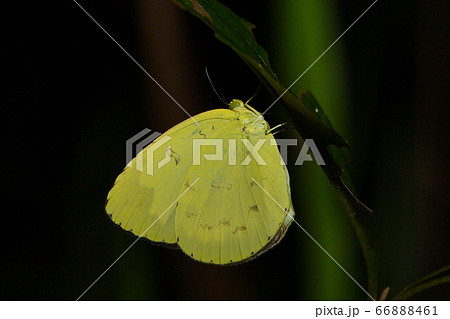 夜に枝にとまって眠るタイワンキチョウ　Common Grass Yellow 66888461