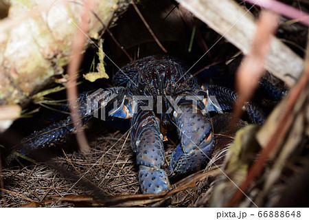 夜に活動し始めるヤシガニ Coconut crab 椰子蟹 夜に活動し始めるヤシガニ Coconut crab 椰子蟹 66888648