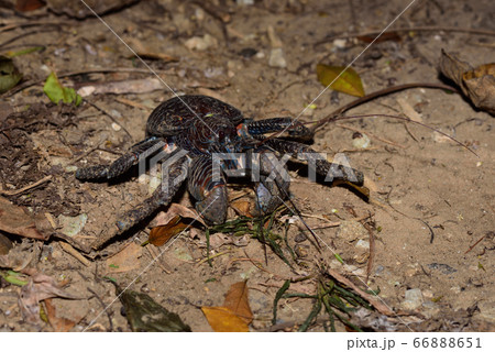 夜に活動し始めるヤシガニ Coconut crab 椰子蟹 夜に活動し始めるヤシガニ Coconut crab 椰子蟹 66888651