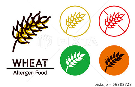 Wheat icon / food allergy, allergen 66888728