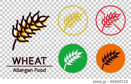 Wheat icon / food allergy, allergen 66888728