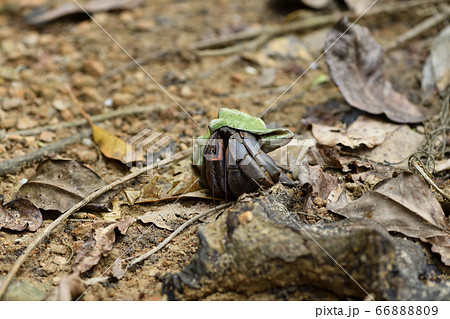 天然記念物オカヤドカリ Terrestrial Hermit Crab 陸宿借 陸寄居虫 66888809
