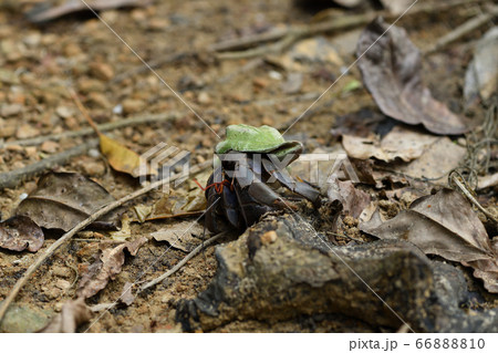 天然記念物オカヤドカリ Terrestrial Hermit Crab 陸宿借 陸寄居虫 66888810