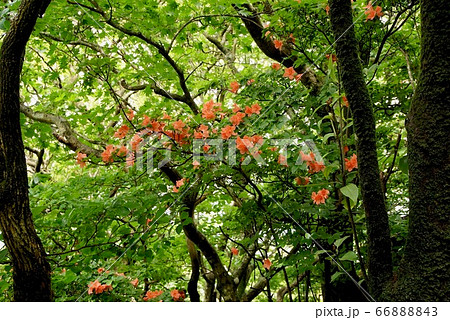 ヤマツツジ咲く　山で梅雨時に咲くオレンジにヤマツツジが可憐です 66888843