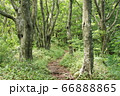ブナ林 66888865